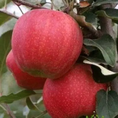 Яблоня ГАЛА ШНИГА в Слониме