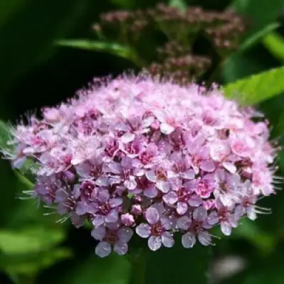 Спирея ПИНК СПАРКЛЕР в Слониме