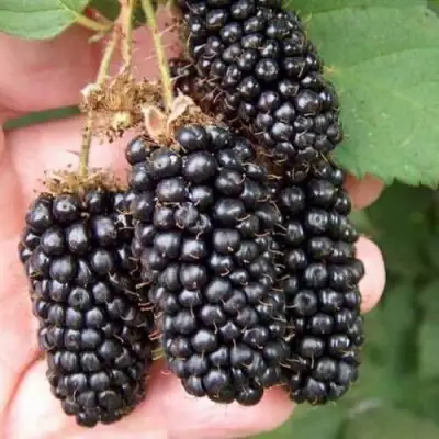 Ежевика ЛОХ НЕСС бесшипная  в Слониме