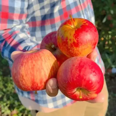 Яблоня КРАСАВИТА в Слониме