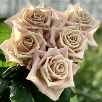 Роза МЕНТА чайно-гибридная в Слониме