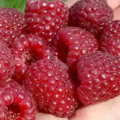 Малина ГИГАНТ РУБИНОВЫЙ в Слониме