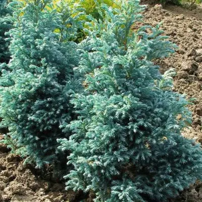 Кипарисовик БУЛЕВАРД горохоплодный в Слониме