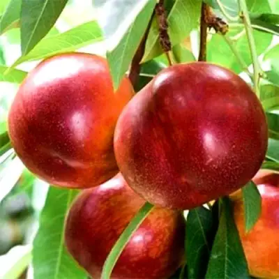 Нектарин СТАРК РЕД ГОЛД в Слониме