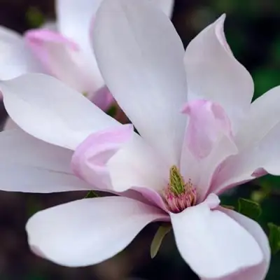 Магнолия ПИНКИ в Слониме