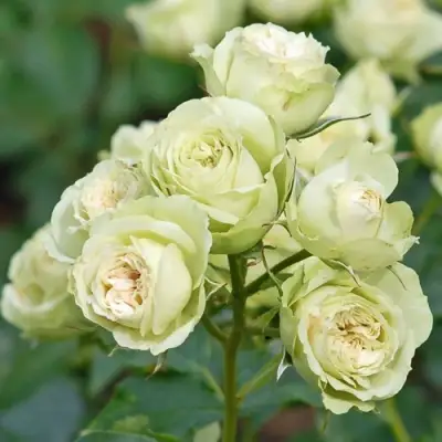 Роза ГРИН ДАЙМОНД миниатюрная в Слониме