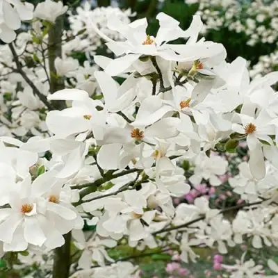 Магнолия ЛЕБНЕРА МЕРРИЛЛ в Слониме