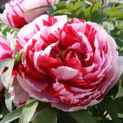 Пион РЕД ВИЗ ПИНК древовидный в Слониме