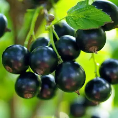 Смородина чёрная ВЕЛОЙ (ЛЕНИНГРАДСКАЯ СЛАДКАЯ) в Слониме