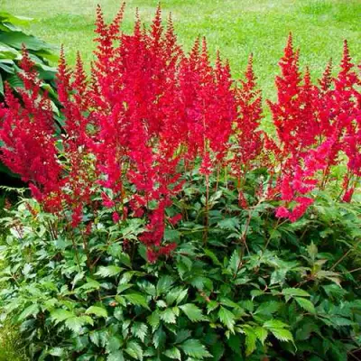 Астильба КОБЛЕНЦ японская в Слониме