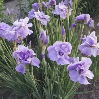 Ирис ИМПЕРИАЛ ОПАЛ сибирский в Слониме