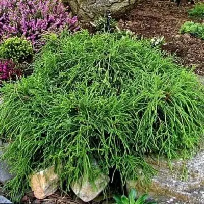 Кипарисовик ФИЛИФЕРА НАНА горохоплодный  в Слониме