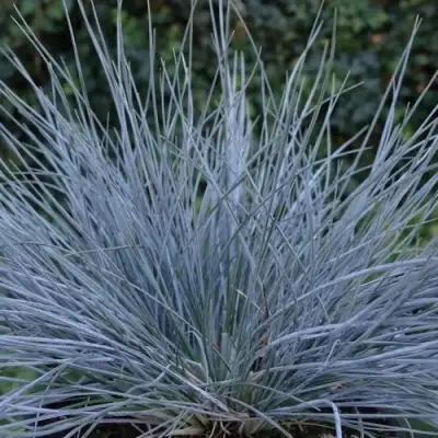 Овсяница АЙСФОГЕЛЬ сизая в Слониме