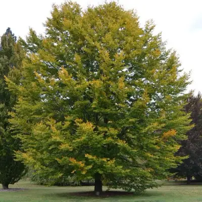 Бук лесной в Слониме