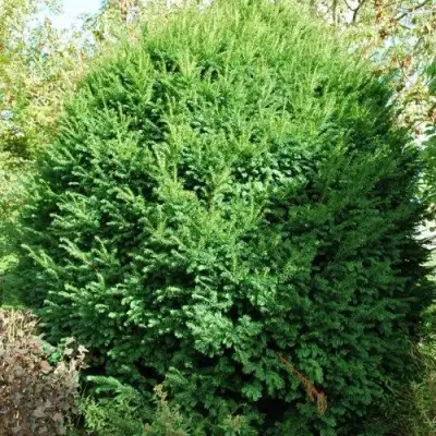 Тис РЕПАНДЕНС ягодный в Слониме