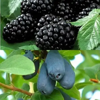 Комплект ЯГОДНЫЙ ДУЭТ в Слониме