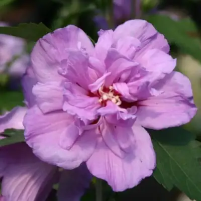 Гибискус АРДЕНС сирийский в Слониме