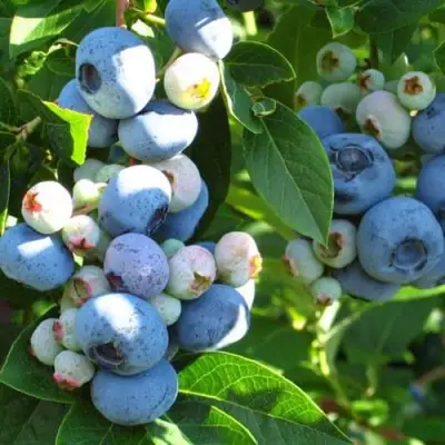 Голубика ДАРРОУ в Слониме