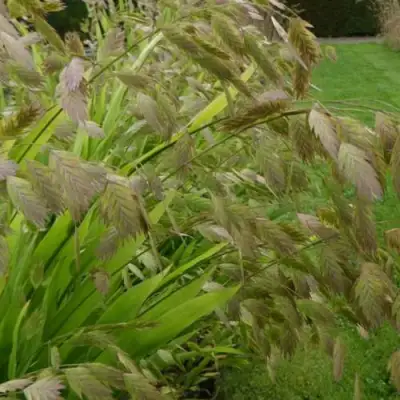 Хасматиум ШИРОКОЛИСТНЫЙ в Слониме