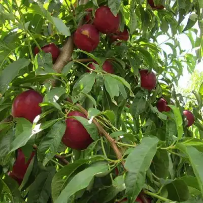 Нектарин ЭКСТРИМ БЬЮТИ в Слониме