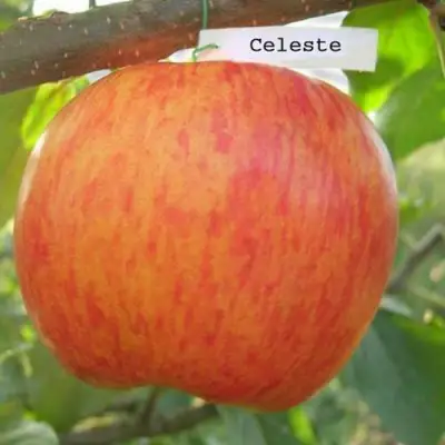 Яблоня ЦЕЛЕСТЕ в Слониме