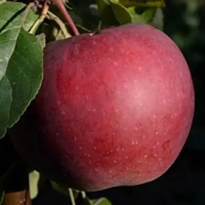 Яблоня БЕЛОРУССКОЕ СЛАДКОЕ в Слониме