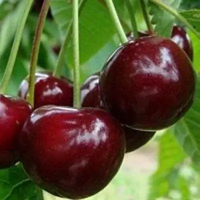 Вишня МИЛАВИЦА в Слониме