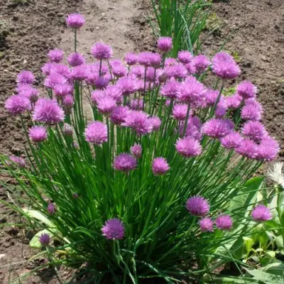 Лук-шнитт в Слониме