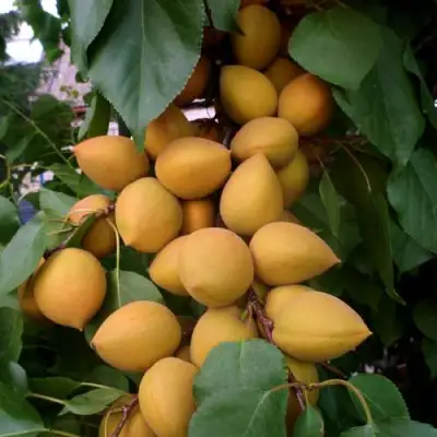 Абрикос МАНИТОБА в Слониме