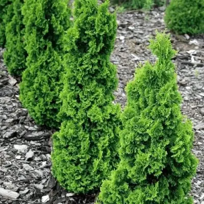 Туя ЗМАТЛИК западная в Слониме