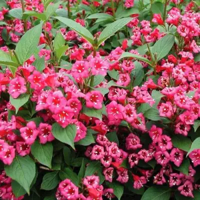 Вейгела БРИСТОЛЬ РУБИ в Слониме