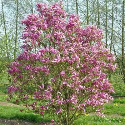 Магнолия СЬЮЗАН в Слониме