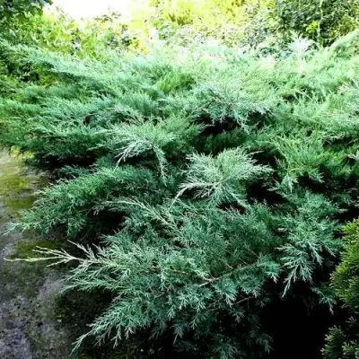 Можжевельник ПФИТЦЕРИАНА ГЛАУКА  средний в Слониме