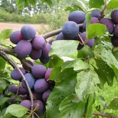 Слива ПЕРДРИГОН в Слониме