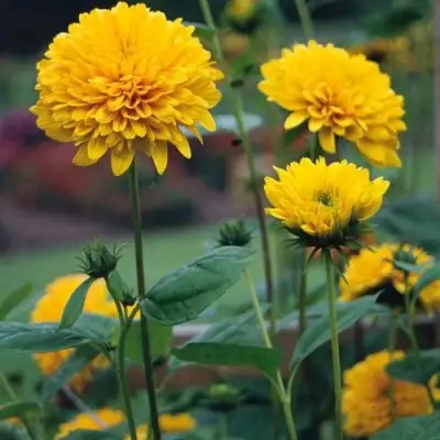 Подсолнечник СОЛЕЙЛ ДЕ ОР в Слониме