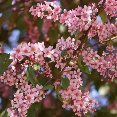 Черемуха КОЛОРАТА в Слониме