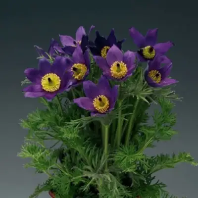 Прострел ПИНВИЛ БЛЮ ШЕЙДЕС в Слониме