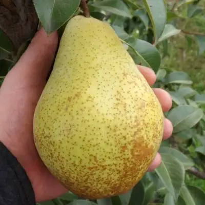 Груша ГЕНЕРАЛ ЛЕКЛЕРК в Слониме