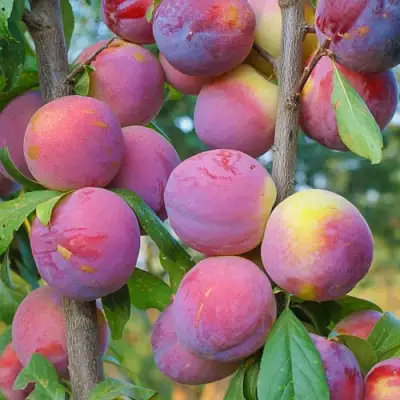 Слива КОЛОННОВИДНАЯ в Слониме