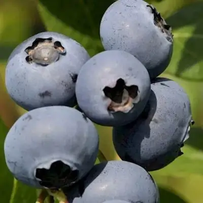 Голубика ЧАНДЛЕР в Слониме