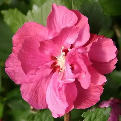 Гибискус ДЮК ДЕ БРАБАНТ сирийский  в Слониме