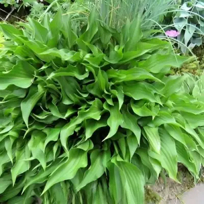 Хоста ГАРРИ ВАН ТРИЕР в Слониме