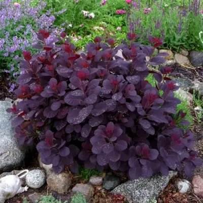 Скумпия РОЯЛ ПЕРПЛ кожевенная в Слониме