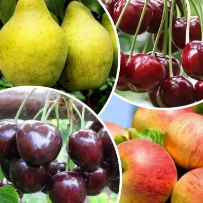 Комплект НАСЛАЖДЕНИЕ в Слониме