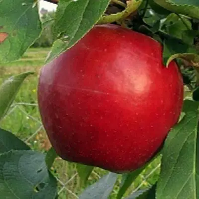 Яблоня РЕДФРИ в Слониме