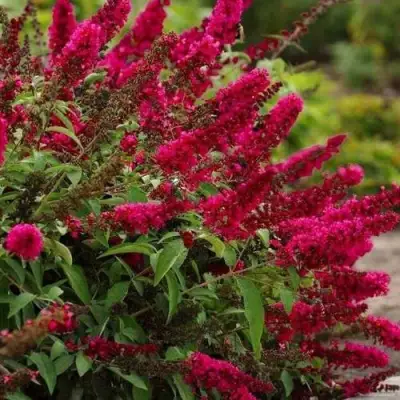 Буддлея давида РОЯЛ РЕД в Слониме