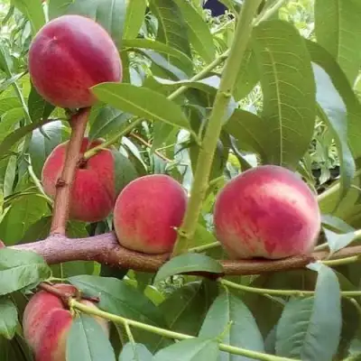 Персик КИЕВСКИЙ РАННИЙ в Слониме