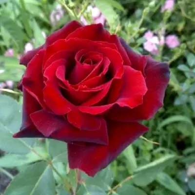 Роза ТАБУ чайно-гибридная в Слониме