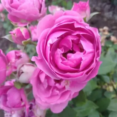 Роза МИСТИ БАБЛС спрей в Слониме