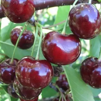 Вишня ЖАДАНА в Слониме